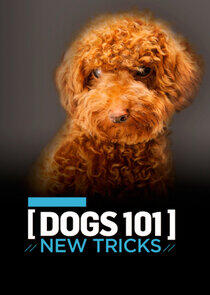 Dogs 101: New Tricks Dogs 101: New Tricks