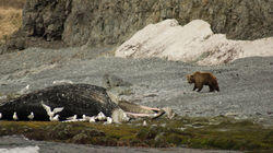 Grizzly Battleground Grizzly Battleground