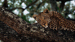 Stealthy Predators and Ancient Tribes Stealthy Predators and Ancient Tribes