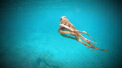 Aliens and Strange Creatures Aliens and Strange Creatures