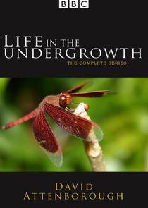 Life in the Undergrowth Life in the Undergrowth