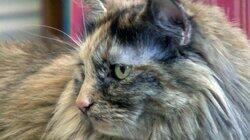 Bambino, Pixie-Bob, Domestic Longhair, Cheetoh,Australian Mist, Napoleon Bambino, Pixie-Bob, Domestic Longhair, Cheetoh,Australian Mist, Napoleon