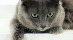 Tonkinese, Nebelung, Serengeti, Korat, Cats Gone Wild, RagaMuffin, Toyger Tonkinese, Nebelung, Serengeti, Korat, Cats Gone Wild, RagaMuffin, Toyger