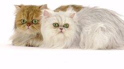 American Shorthair, Savannah, Cat Came Back' Stories, Scottish Fold, Persian, Ragdoll, Sphynx American Shorthair, Savannah, Cat Came Back' Stories, Scottish Fold, Persian, Ragdoll, Sphynx
