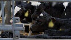 RTÉ Investigates, Live Exports: On the Hoof RTÉ Investigates, Live Exports: On the Hoof