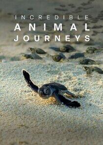 Incredible Animal Journeys Incredible Animal Journeys