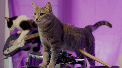 The Cat Show Must Go On The Cat Show Must Go On