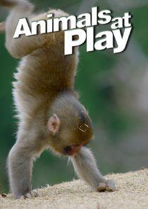 Animals at Play Animals at Play