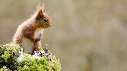 Squirrels Squirrels