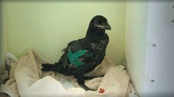 Raven Raven