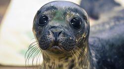 Harbour Seal Harbour Seal