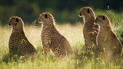 Summer Cubs Summer Cubs