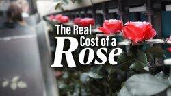 The Real Cost of a Rose - The Netherlands The Real Cost of a Rose - The Netherlands