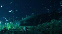 Jurassic Shark