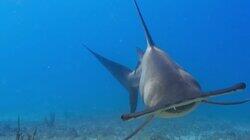 Hammerhead Highway Hammerhead Highway