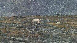 Kingdom of the Polar Bear Kingdom of the Polar Bear
