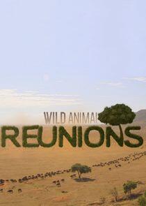 Wild Animal Reunions Wild Animal Reunions
