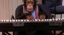 Monkey Business Monkey Business