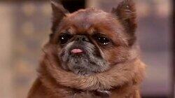 Dead Dog Talking Dead Dog Talking
