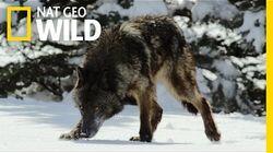 Survival of the Yellowstone Wolves Survival of the Yellowstone Wolves