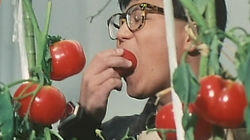 The Tomato Field's Great Demon King The Tomato Field's Great Demon King