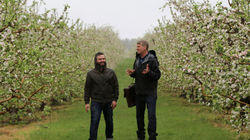 How 'Bout Them Apples How 'Bout Them Apples