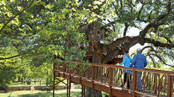 Bon-Appé-Treehouse Bon-Appé-Treehouse