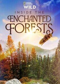Inside the Enchanted Forests Inside the Enchanted Forests