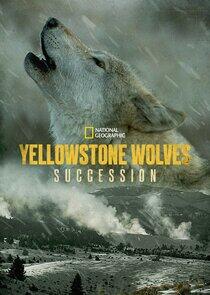 Yellowstone Wolves: Succession Yellowstone Wolves: Succession