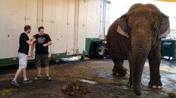 Elephant in the Room Elephant in the Room