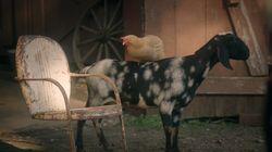 The Chicken and the Goat The Chicken and the Goat