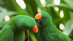 What Are Animals Saying? What Are Animals Saying?