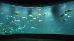 Keyword: Aquarium Keyword: Aquarium