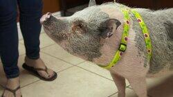 Pig Improvement Pig Improvement
