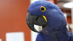 Pain in the Beak Pain in the Beak