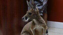 Baby Kangaroo Alert! Baby Kangaroo Alert!