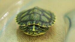Turtle-Necked Turtle-Necked