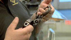 Houdini's Handcuffs Houdini's Handcuffs