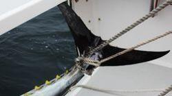 The Thin Bluefin Line The Thin Bluefin Line