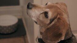 Beagle Burglar Beagle Burglar