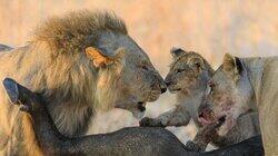 Pride and Punishment Pride and Punishment