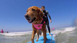 Surf's Pup! Surf's Pup!