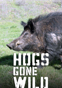 Hogs Gone Wild Hogs Gone Wild