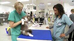 Paws, Jaws and Gauze Paws, Jaws and Gauze
