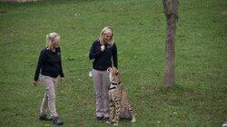 Run, Cheetah, Run Run, Cheetah, Run