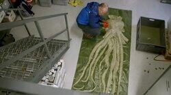 The Kraken Awakens The Kraken Awakens