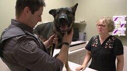 The K9's Canine The K9's Canine
