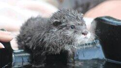 The Otter Limits The Otter Limits