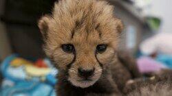 Love Is a Cheetah Cub Love Is a Cheetah Cub