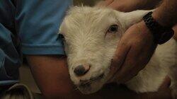 Baa-Baa-Bad Teeth Baa-Baa-Bad Teeth